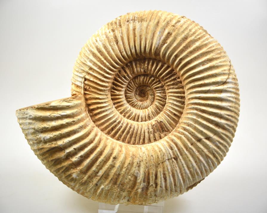 Buy Perisphinctes Ammonites Online