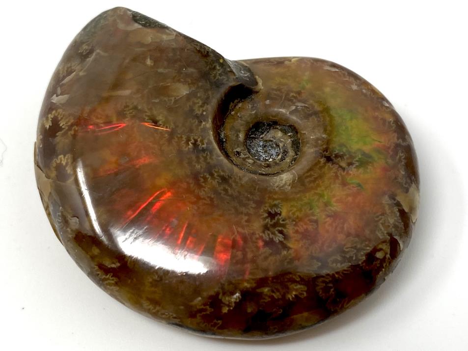 Fire Ammonites Iridescent