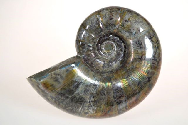 Lytoceras Ammonite